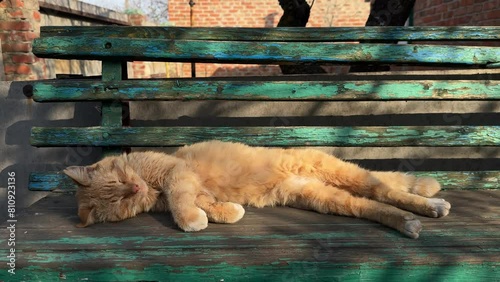 A cat rests on a bench.