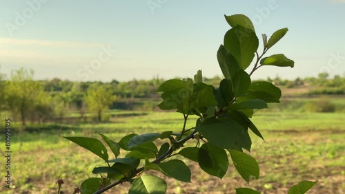 A branch of a tree on the background of a landscape at sunset.