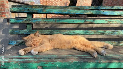 A  cat rests on a bench in the countryside.
