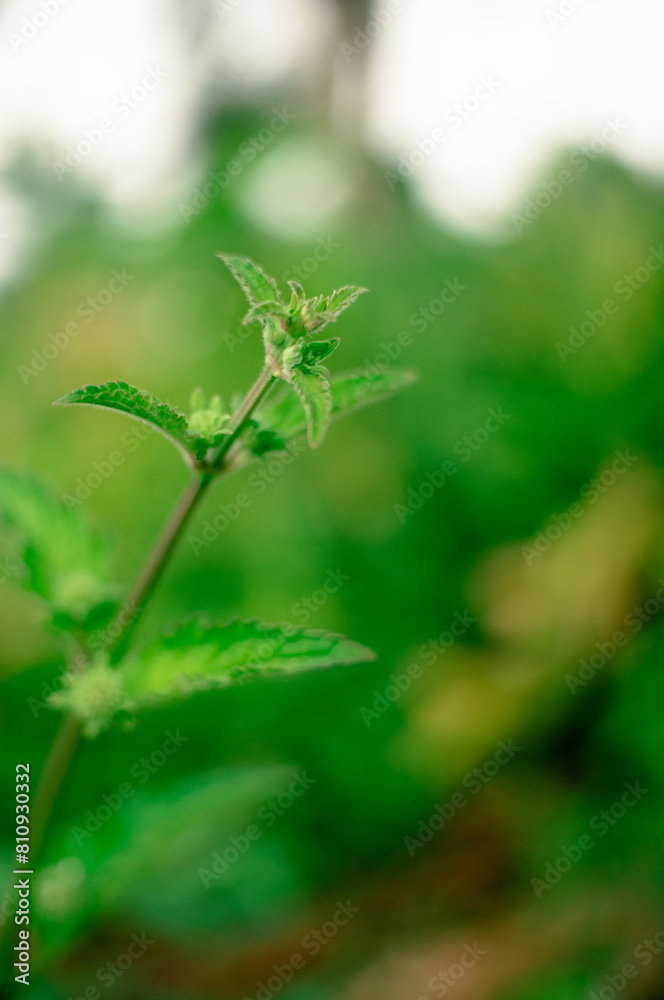 leaves in an aesthetic garden, macro, close up leaves in an aesthetic garden, macro, close up