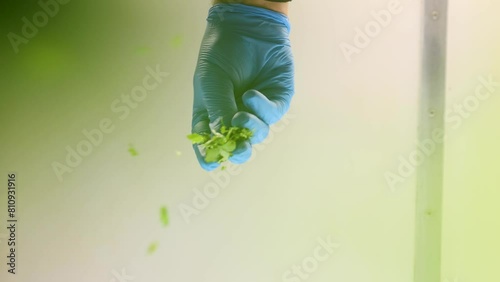 Coriander sprinkles falling onto the camera slow motion seasoning