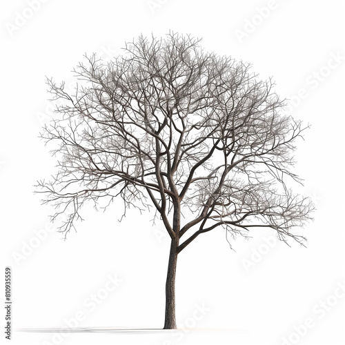 "Lonely Trees: Leafless Collection, Transparent Backgrounds, 3D Illustrations, Clean White Backdrop." "Alone Trees with No Leaves Set, Transparent Backgrounds, 3D Illustrations, Clean White Backdrop." © Ameer
