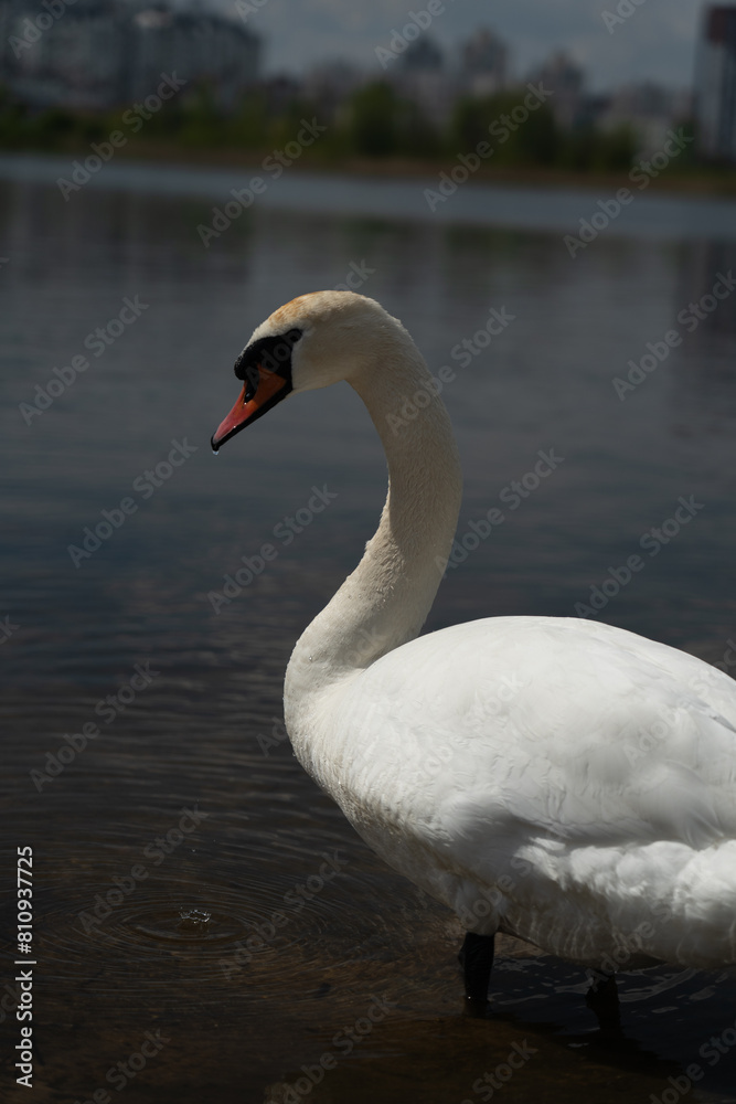 Graceful, beautiful, white swan on the canal