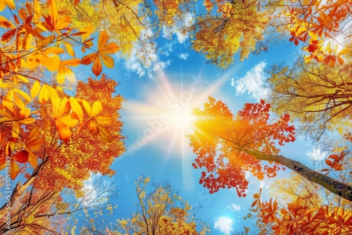 Sunlight Filtering Through Trees in Autumn