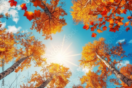 Sunlight Filtering Through Autumn Trees