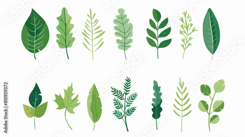 Isolated natural leaves design of Floral nature plant