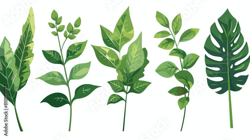 Isolated natural leaves design of Floral nature plant