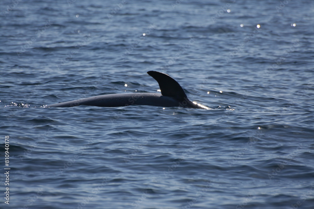 Fototapeta premium Pinna delfino che si immerge a mare