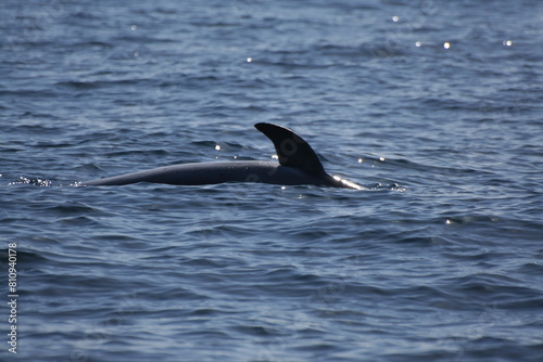 Pinna delfino che si immerge a mare © AntoMes