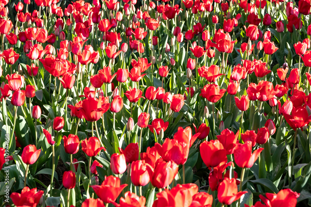 Flowerbeds of colorful tulips in Gulhane Park in Istanbul Flowerbeds of colorful tulips in Gulhane Park in Istanbul
