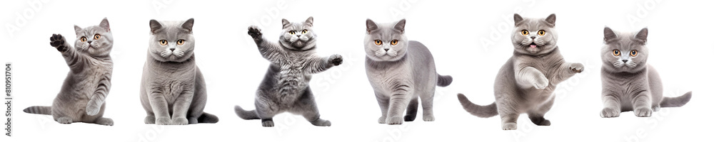 Cat png cut out element set Cat png cut out element set