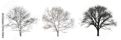 Winter trees png cut out element set