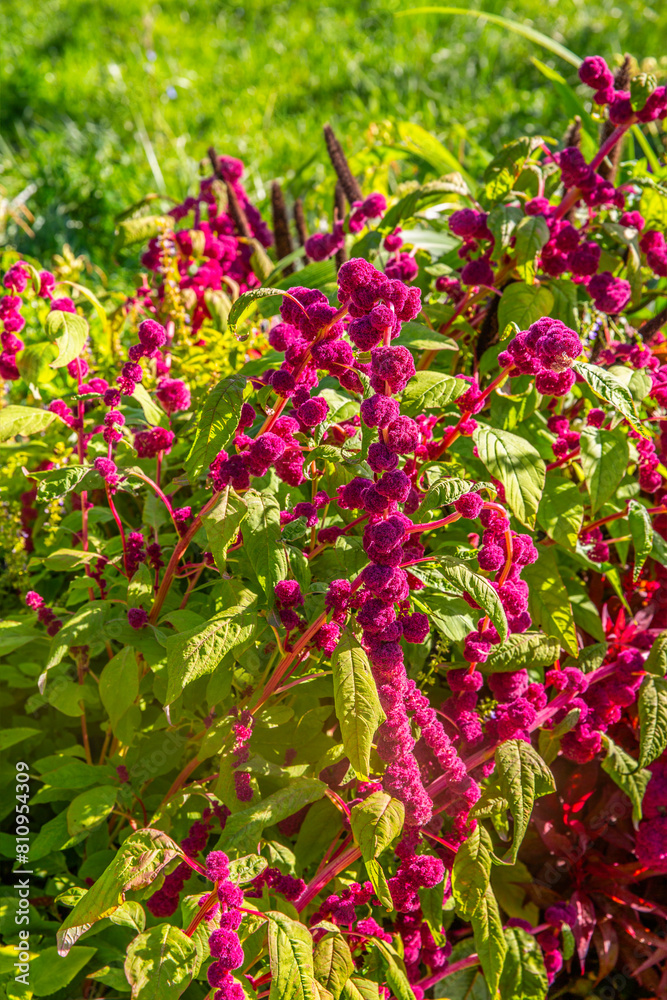 Amaranthus caudatus - red blooming amaranth, flavourful and gluten-free, very high in protein Amaranthus caudatus - red blooming amaranth, flavourful and gluten-free, very high in protein