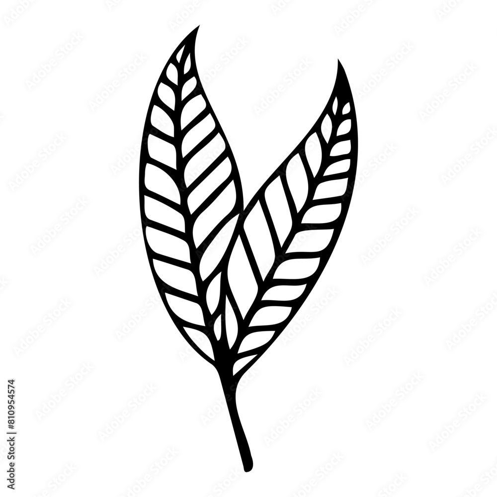 Hand drawn leaf of spindle tree. Vector illustration.