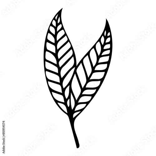 Hand drawn leaf of spindle tree. Vector illustration.