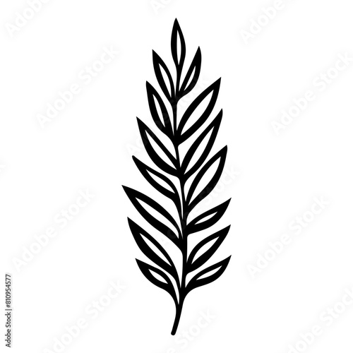 Hand drawn leaf of weeping willow tree. Vector illustration.