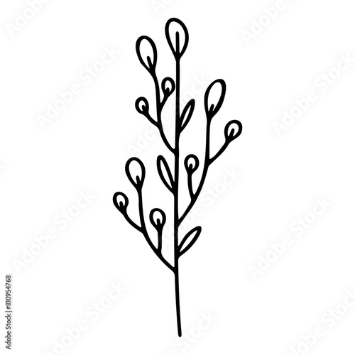 Hand drawn silhouette of willow. Vector illustration.