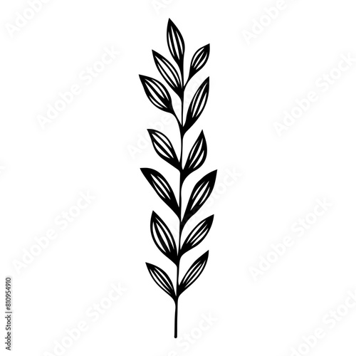 Hand drawn leaf of locust tree. Vector illustration.