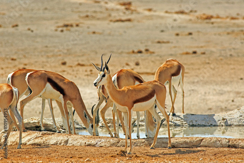 Cuadro en lienzo A small herd of Wild  Springbok at a small man-made African waterhole