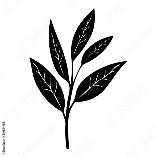 Hand drawn leaf of cherry tree. Vector illustration.