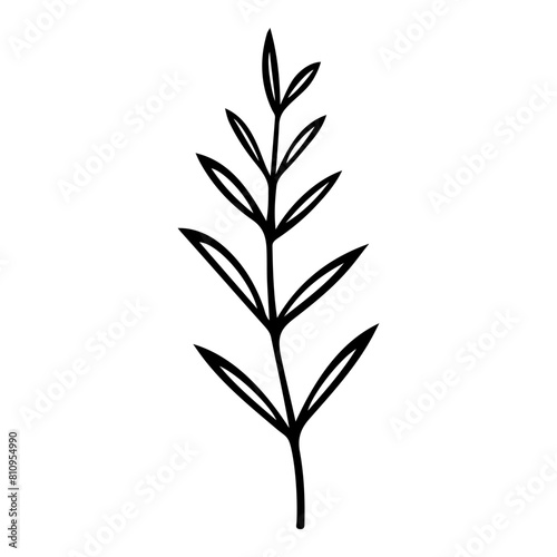 Hand drawn leaf of osier. Vector illustration.