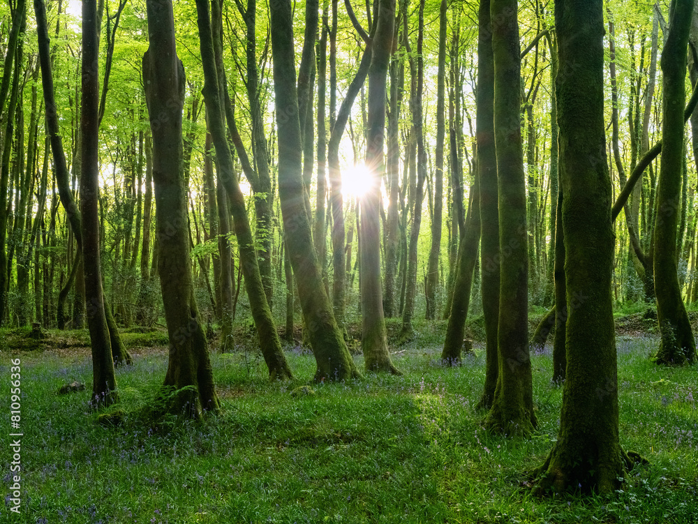 Obraz premium Bluebell wood in Cornwall england uk