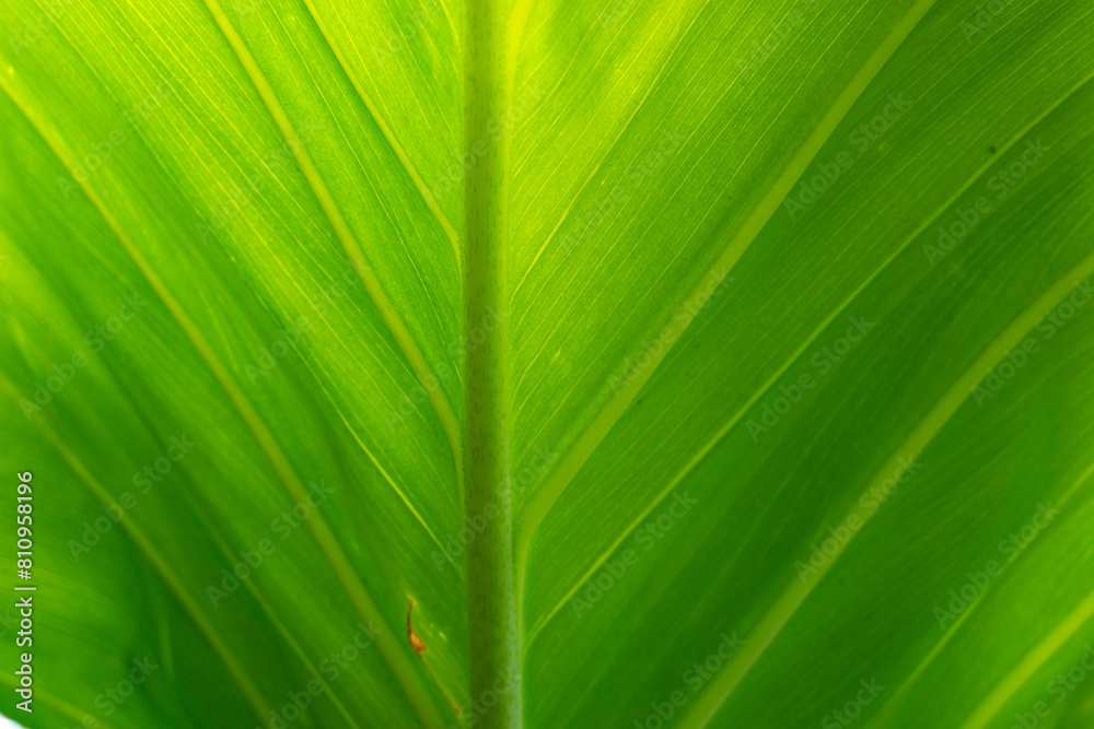 Banana leaf veins under the rays of the sun