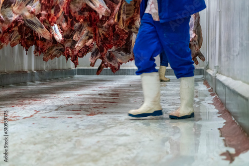 Close up of a worker's white rubber boots among the hooked cattle carcasses in the giant refrigerator at the slaughterhouse.