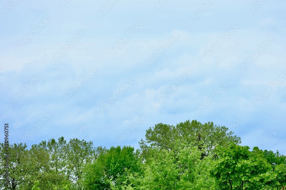 Bäume vor blauem Himmel mit Wolken als Hintergrund mit Textfreiraum und Copyspace für das Thema und Konzept Natur, Pflanzen, Wald und Naturschutz Bäume vor blauem Himmel mit Wolken als Hintergrund mit Textfreiraum und Copyspace für das Thema und Konzept Natur, Pflanzen, Wald und Naturschutz