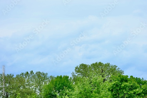 B  ume vor blauem Himmel mit Wolken als Hintergrund mit Textfreiraum und Copyspace f  r das Thema und Konzept Natur  Pflanzen  Wald und Naturschutz