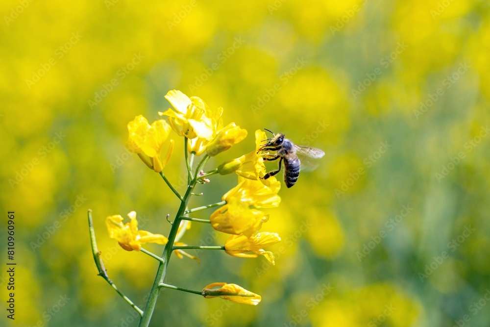 a bee pollinates a blooming rapeseed flower.
spring april blooming rapeseed field in the city of Munich
