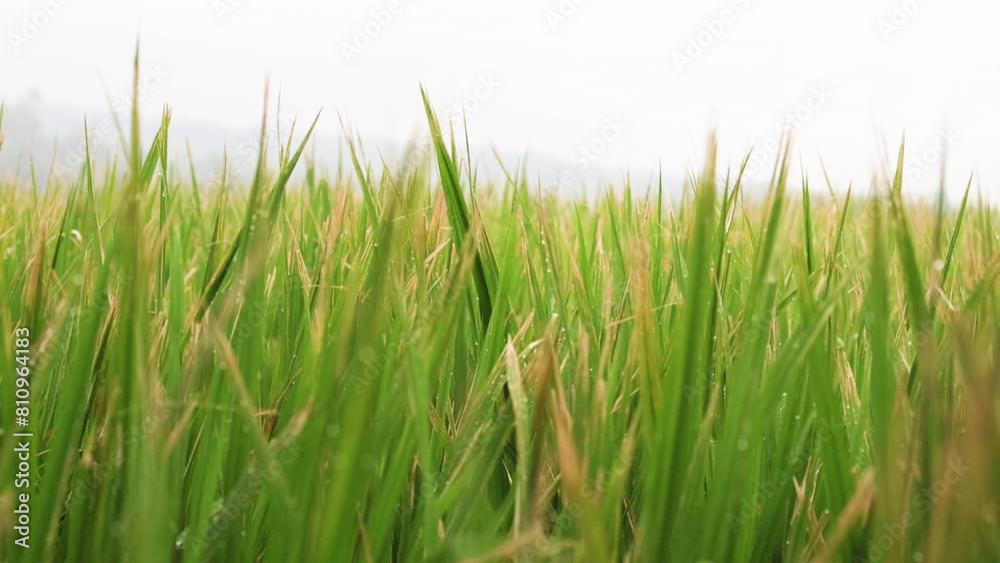 Rice sprouts swaying in wind. Rice sprouts swaying in wind.