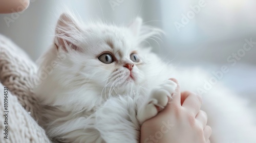 A woman is holding a white Persian kitten in her arms. The kitten is looking up at her with its big green eyes.