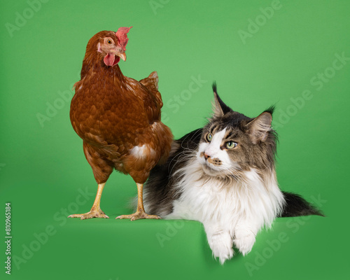 Brown chicken and Maine Coon cat standing and laying beside each other. Isolated on a green chroma key background. photo