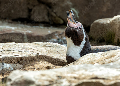Humboldt Penguin (Spheniscus humboldti) - Peruvian Penguin Charmer