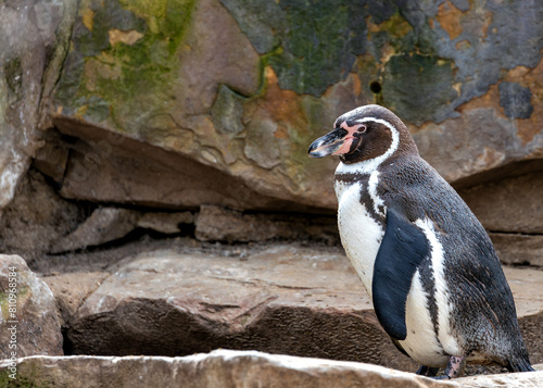 Humboldt Penguin (Spheniscus humboldti) - Peruvian Penguin Charmer