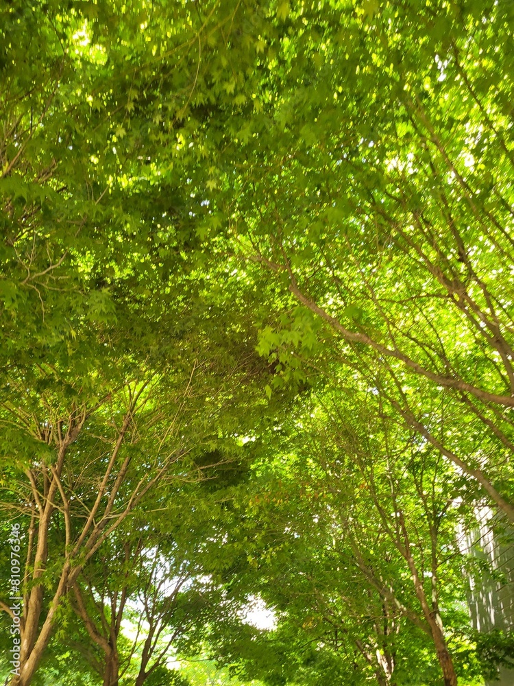 Fototapeta premium green forest background