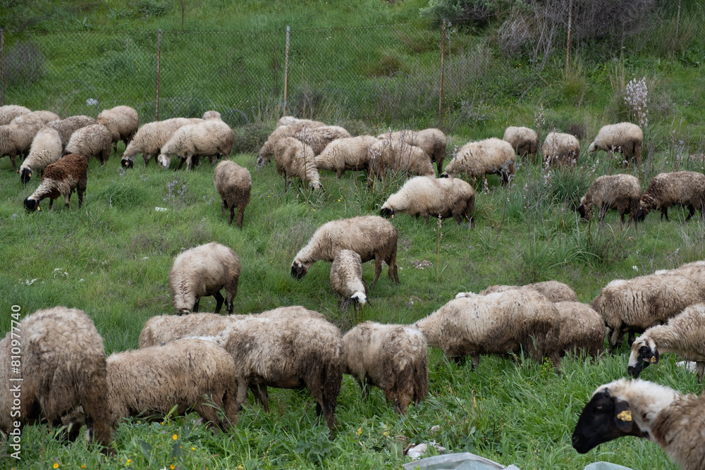 Obraz premium View of white sheep grazing on the green field