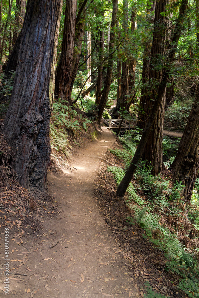 an iconic an dreamy hiking path through the Muir Woods national monument forest near the coast in california an iconic an dreamy hiking path through the Muir Woods national monument forest near the coast in california