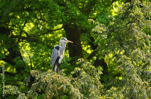 gray heron on a tree photo