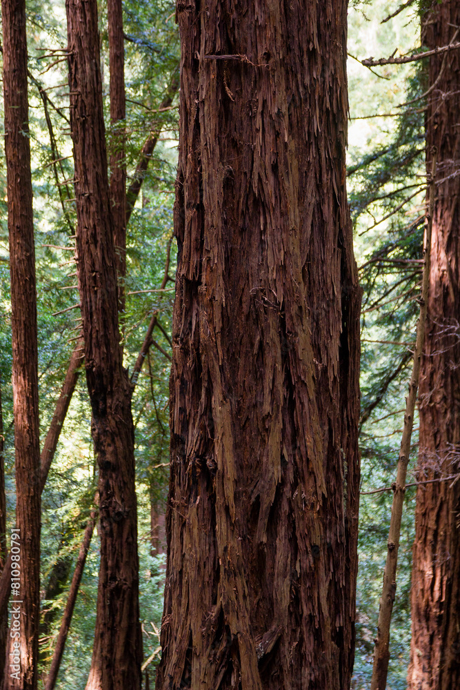 a closer view of the famous Muir Woods mammoth trees in the national monument forest, california
