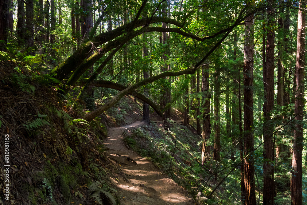 Obraz premium an iconic an dreamy hiking path through the Muir Woods national monument forest near the coast in california