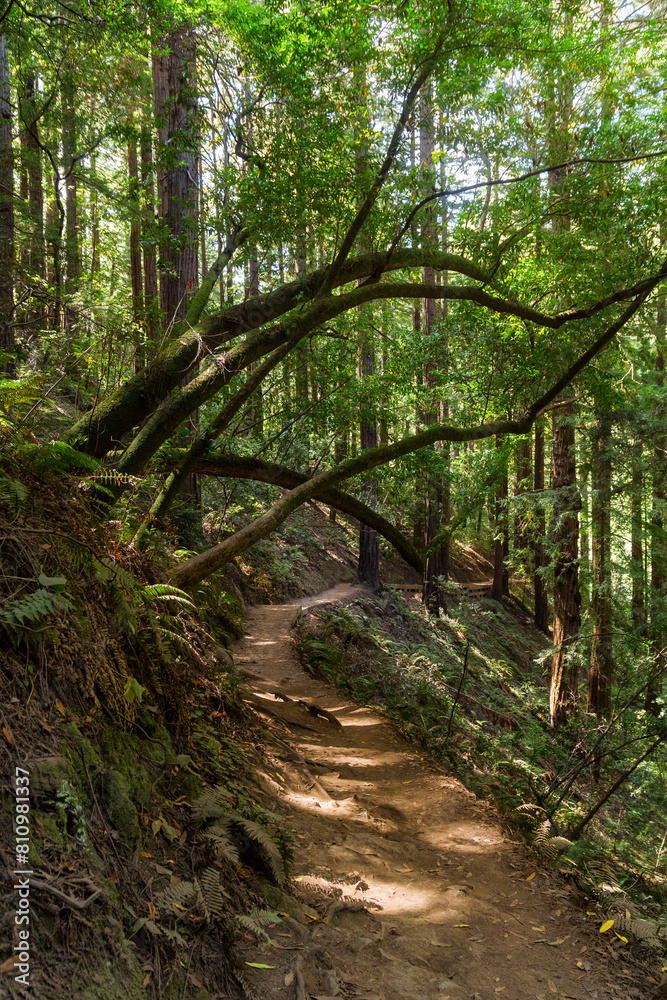an iconic an dreamy hiking path through the Muir Woods national monument forest near the coast in california an iconic an dreamy hiking path through the Muir Woods national monument forest near the coast in california