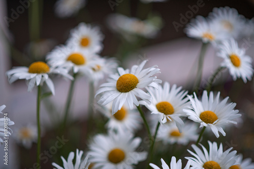 chamomile field on a summer s day