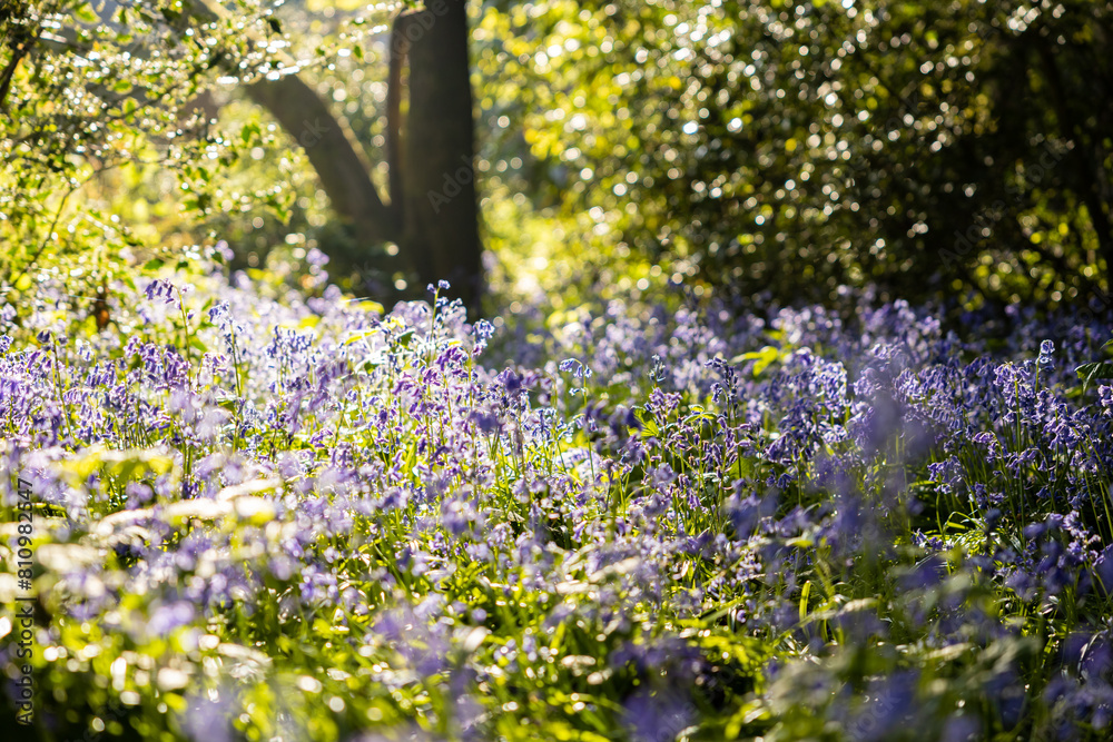 Obraz premium Bluebell fields in the green forests of England
