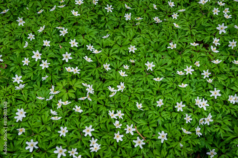White spring flowers in green grass lawn. White anemone flowers. Anemone sylvestris, snowdrop anemone, windflower. White spring flowers in green grass lawn. White anemone flowers. Anemone sylvestris, snowdrop anemone, windflower.