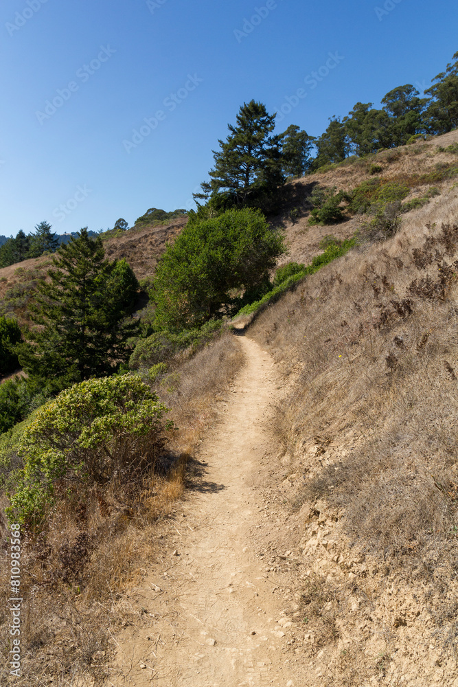 view on the hiking path near the Muir Woods valley at the top of the mountain at the coast in california