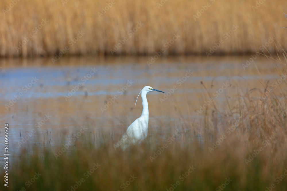 Little Egret searching a pond for fish, Middlesbrough, England, UK. Little Egret searching a pond for fish, Middlesbrough, England, UK.