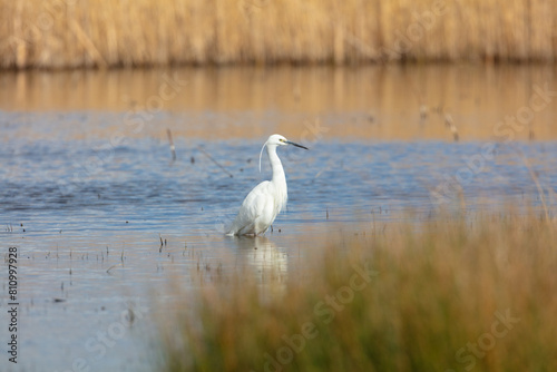 Little Egret searching a pond for fish  Middlesbrough  England  UK.