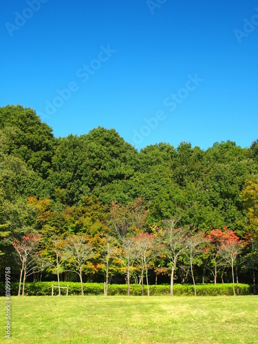 草原と林のある秋の21世紀の森と広場風景